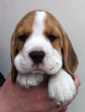 Beagle com procedência genética 