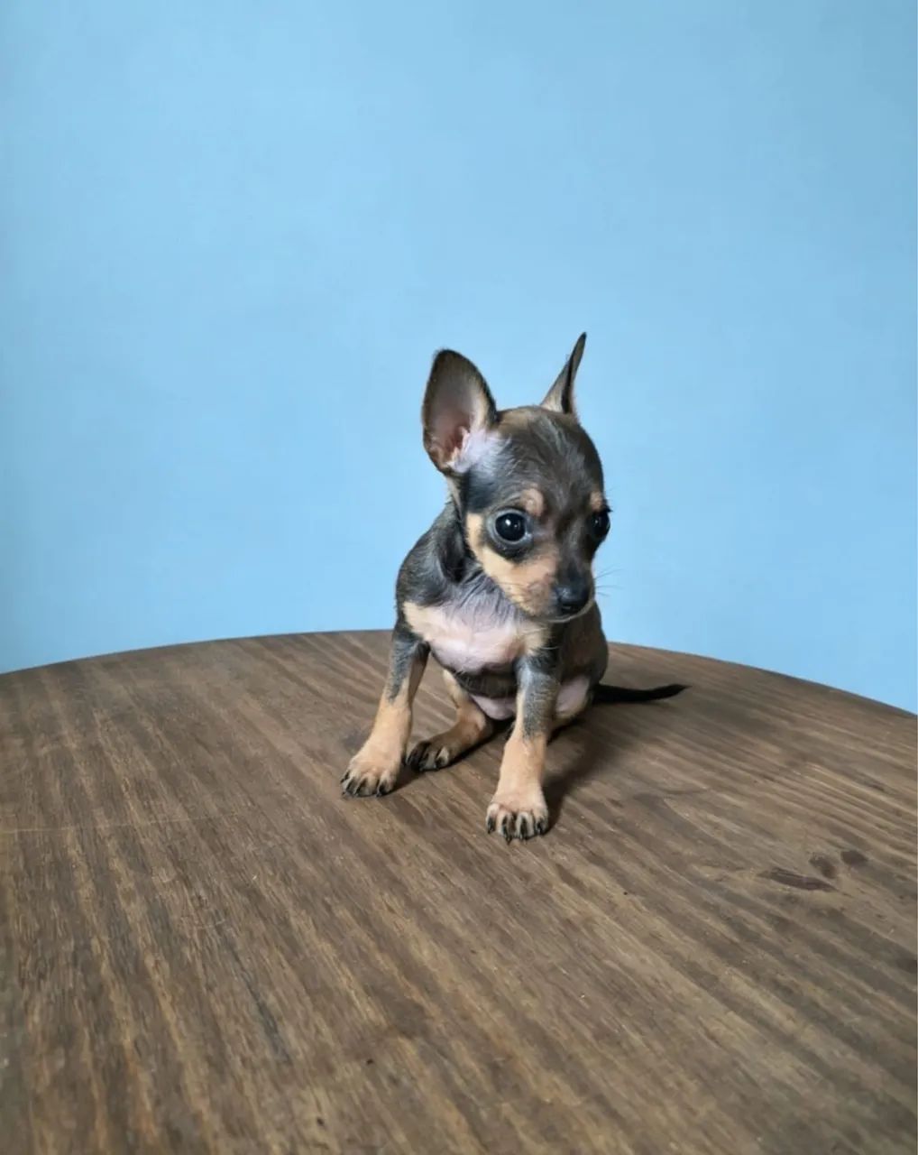 Filhotes de Pinscher 