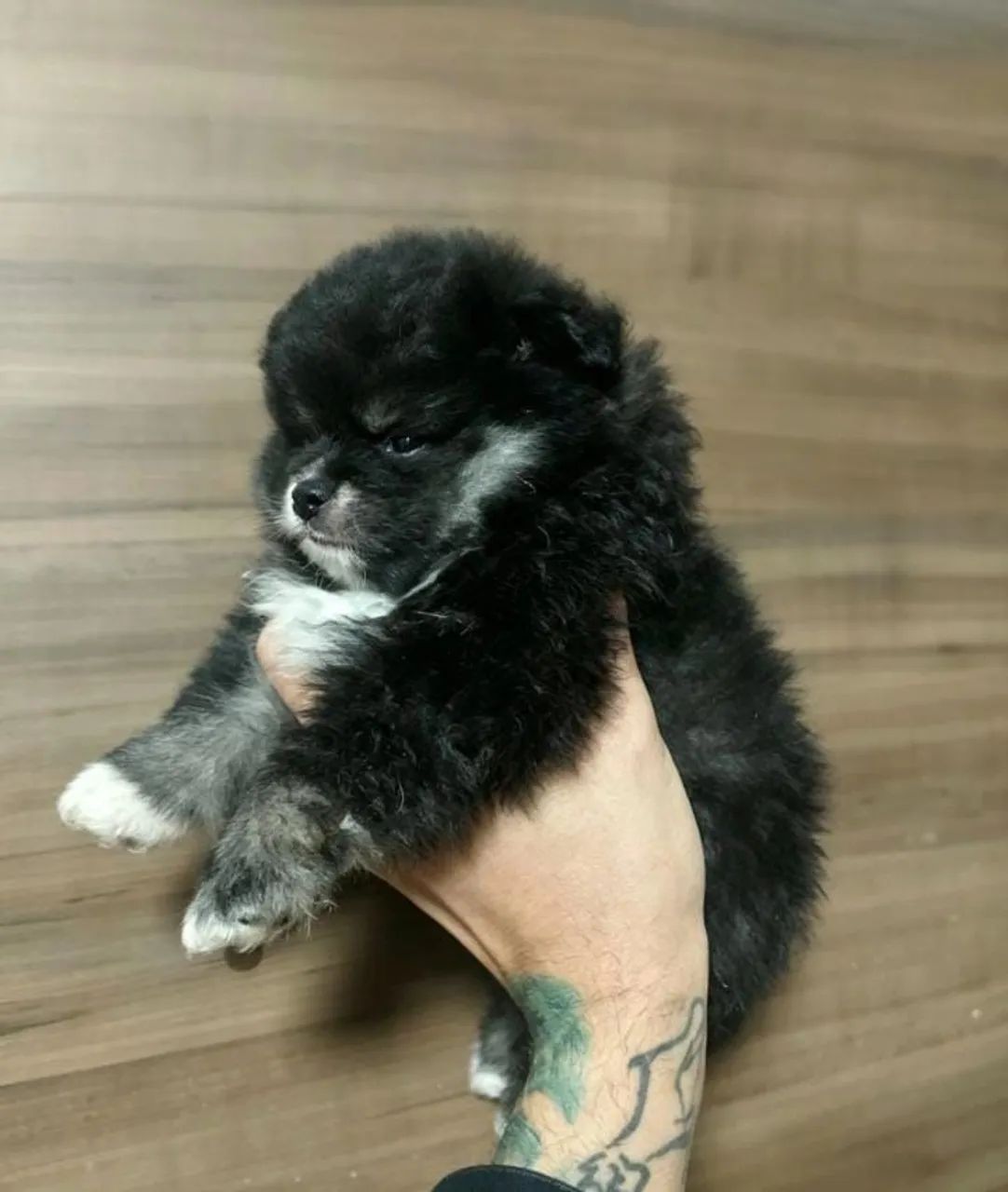 Spitz alemão  - Foto 2