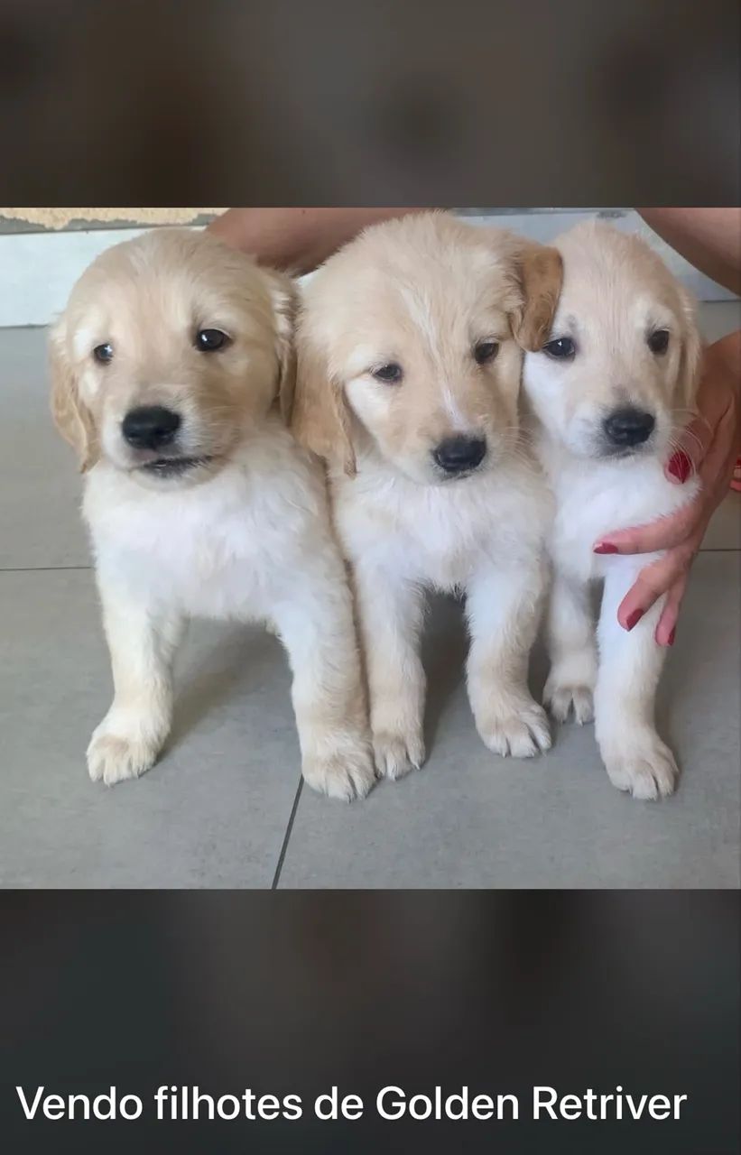 Golden Retriever - Foto 2