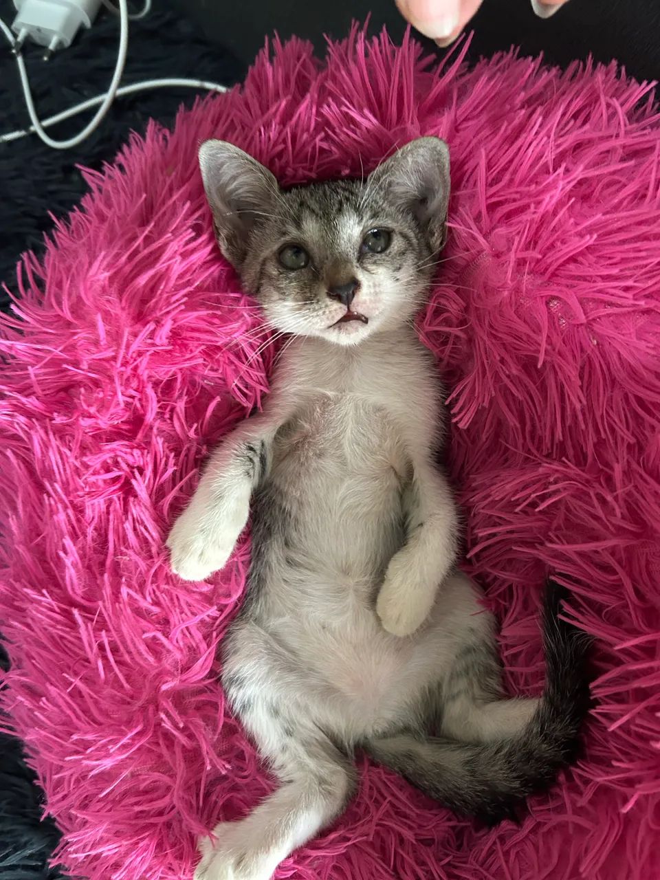 Adoção de Gatinhas - Foto 2