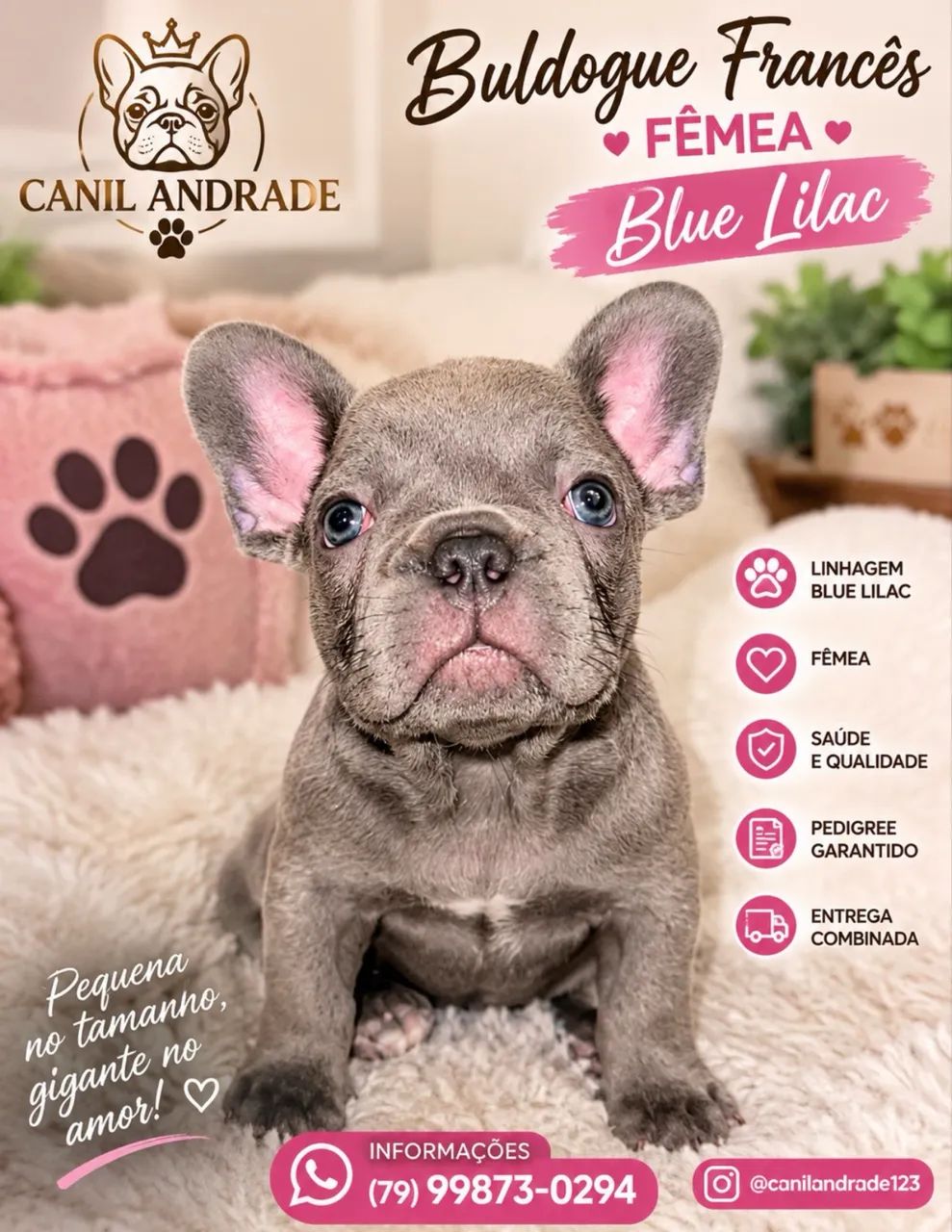 Buldogue francês rara lilac  - Foto 2