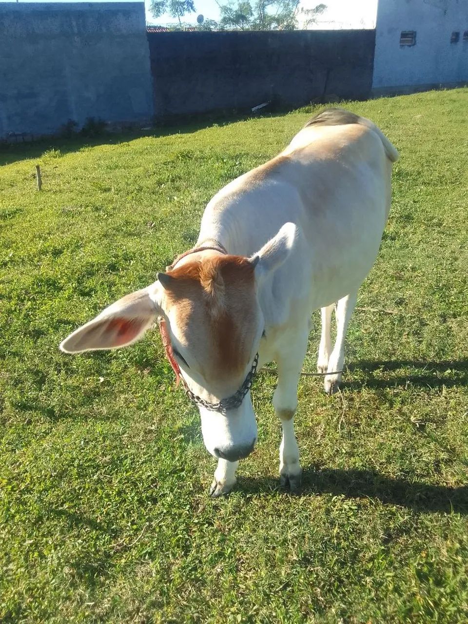 Vendo vaca com Bezerra  - Foto 4