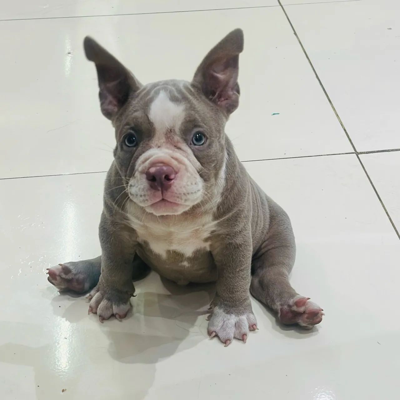 American Bully MICRO - Foto 2