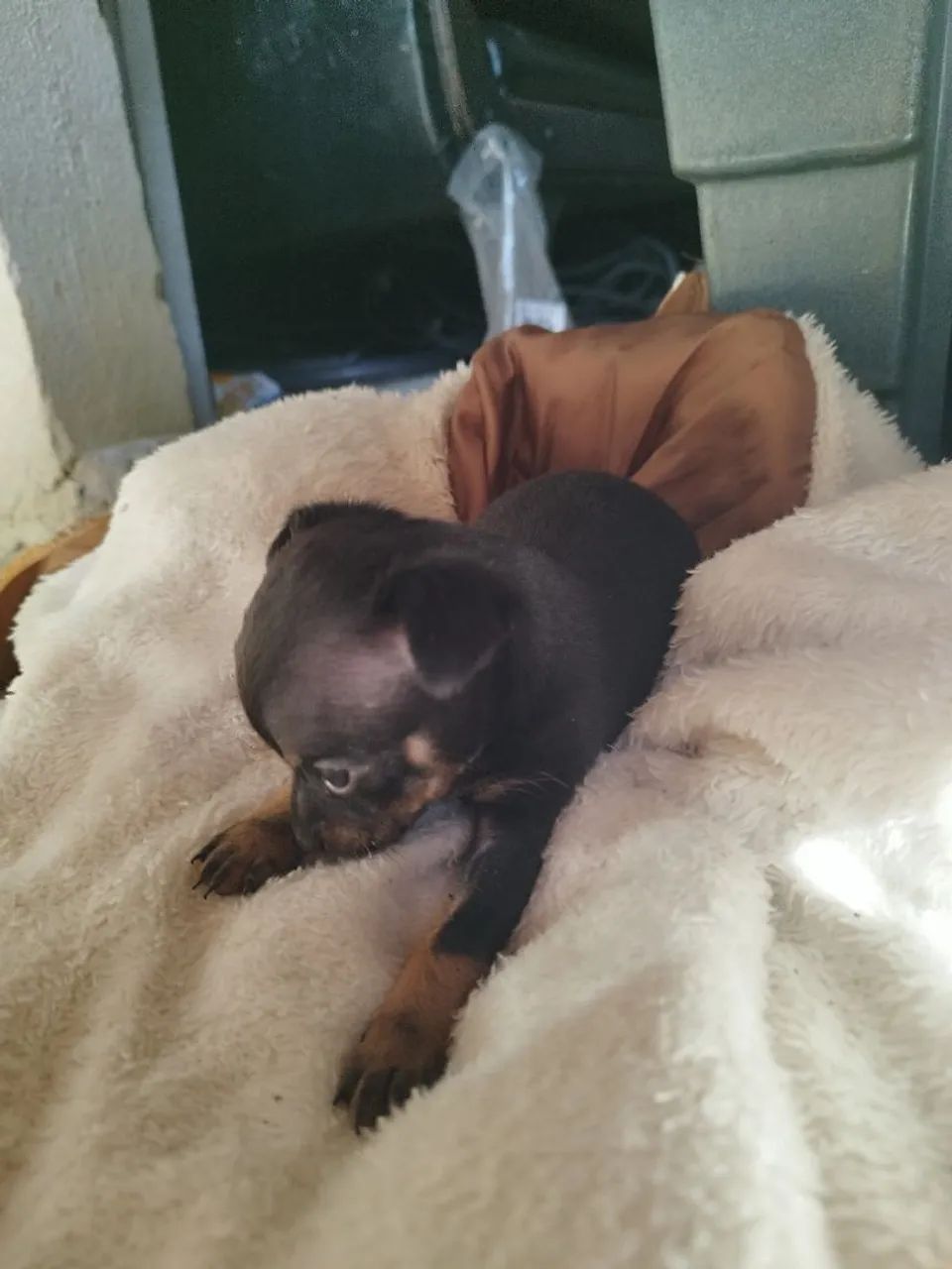 Pinscher Zero  - Foto 4
