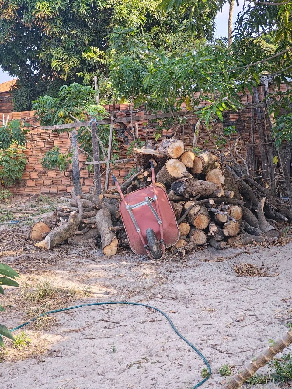 Lenhas de mangueira  - Foto 2