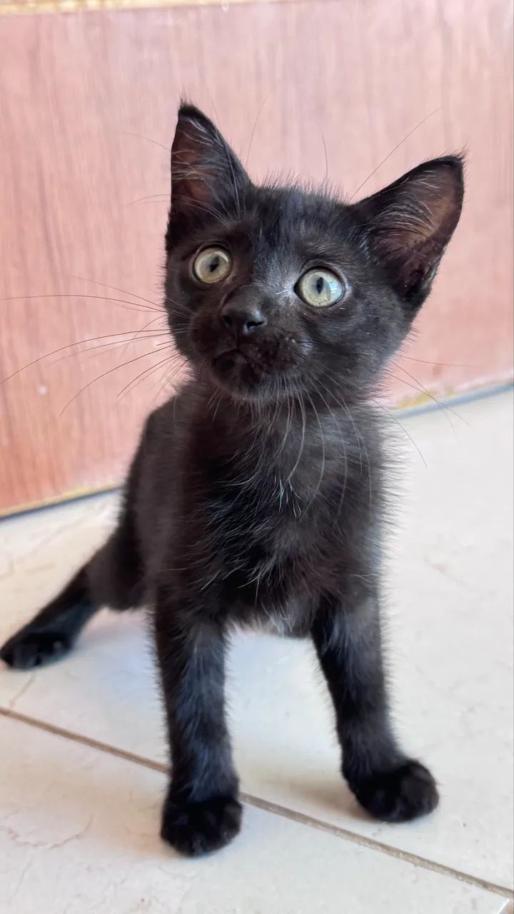 Gato
