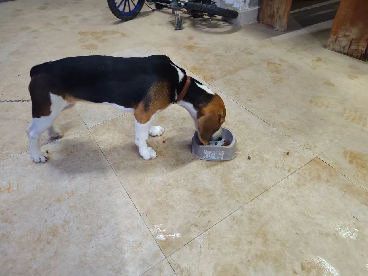 Cachorro  - Foto 3