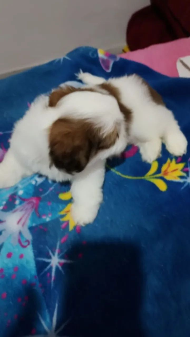 Shih Tzu macho  - Foto 2