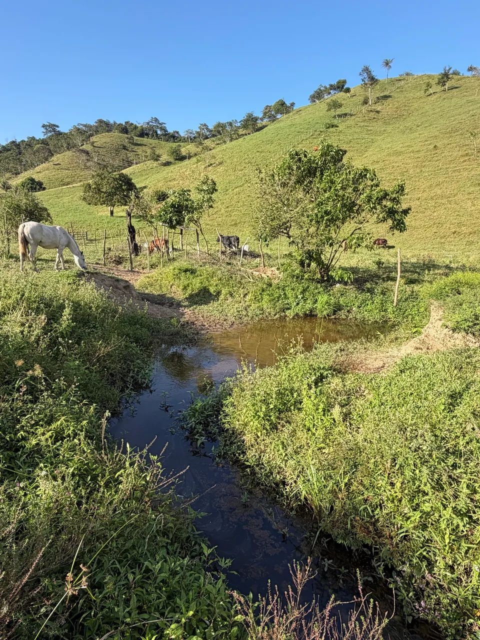 Propriedade em Tanque D?Arca Alagoas  - Foto 2