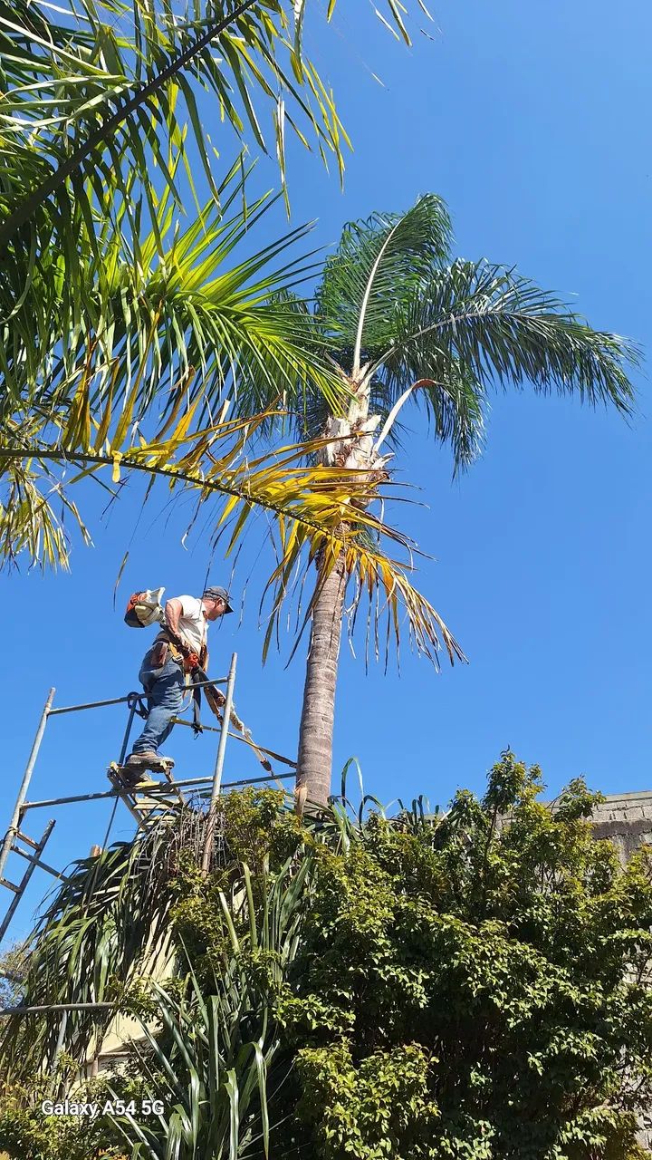 Poda e corte de árvores jardinagem em geral 