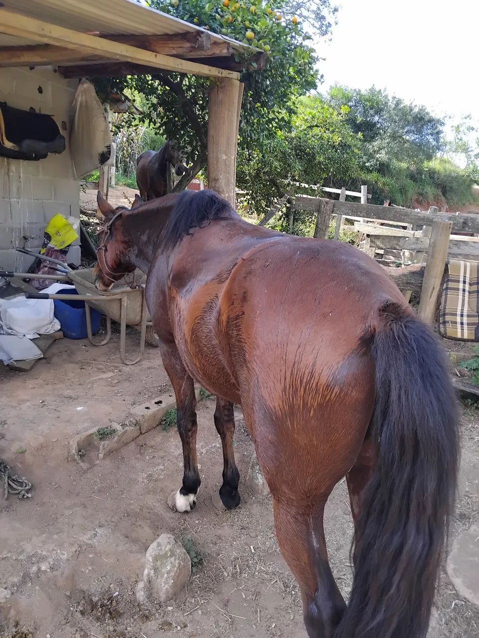 Cavalo Castrado Marcha Picada - Foto 4