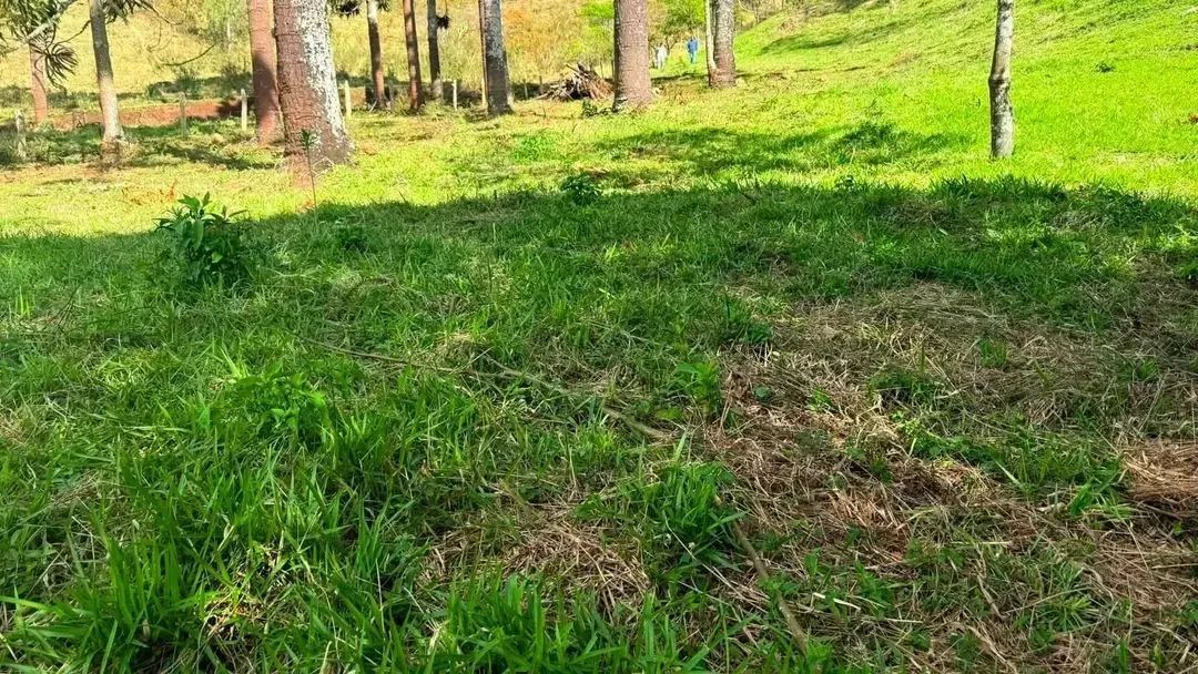 Bosque das Araucárias - Foto 5