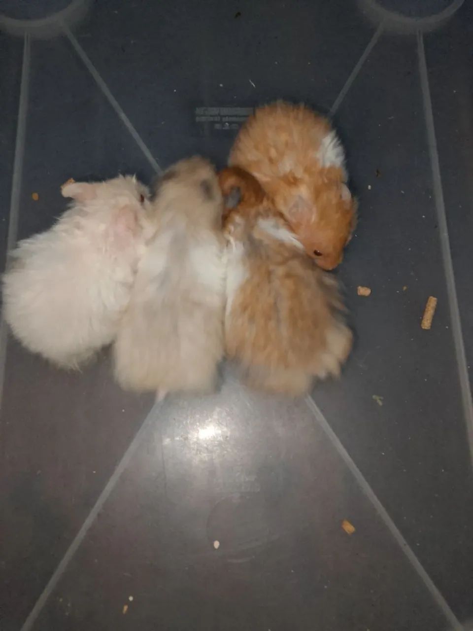 Vendo Hamster Sírios 65578343035906121