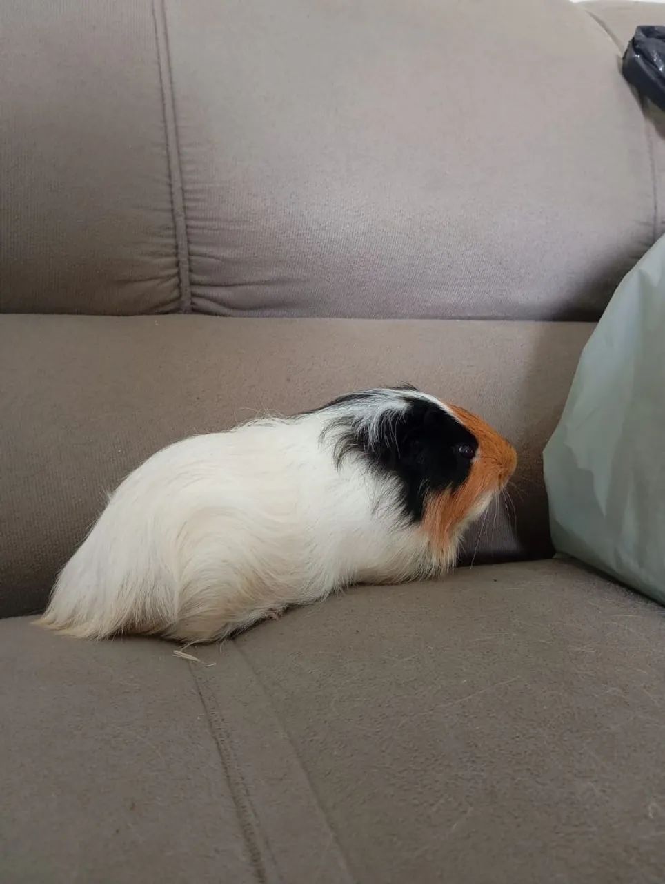 Vendo Porquinhos Da Índia  - Foto 6