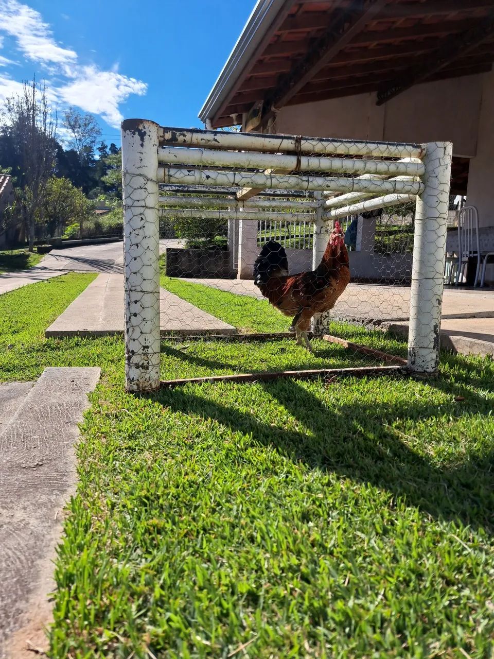 Frango caipira - Foto 2