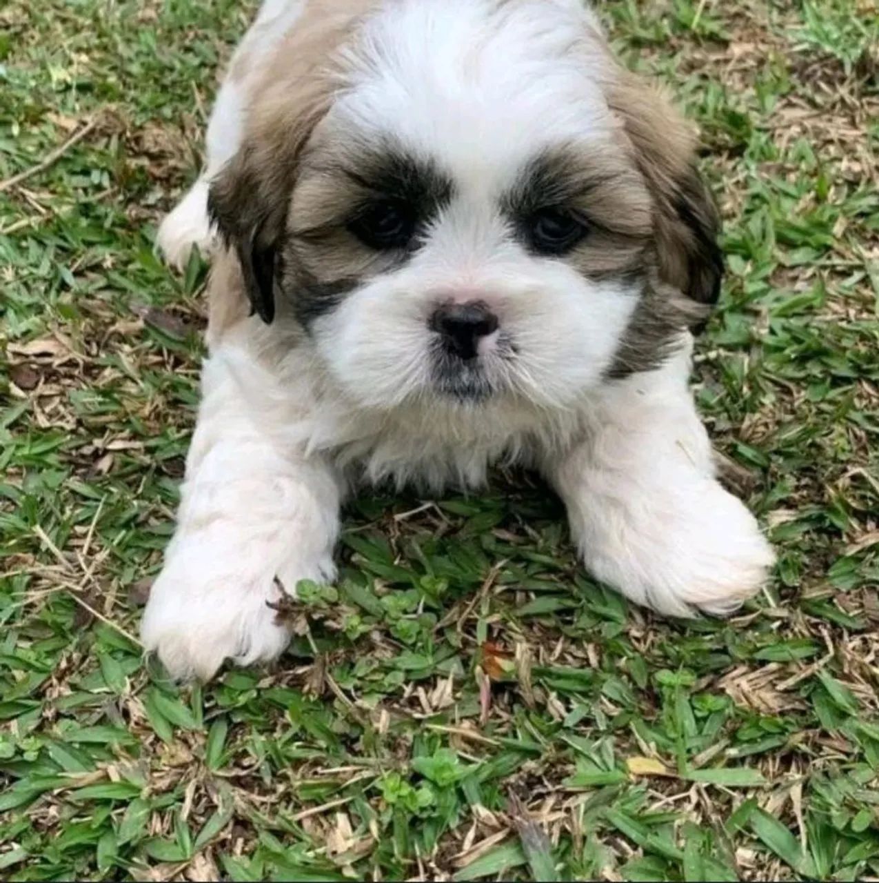 Shihtzu 