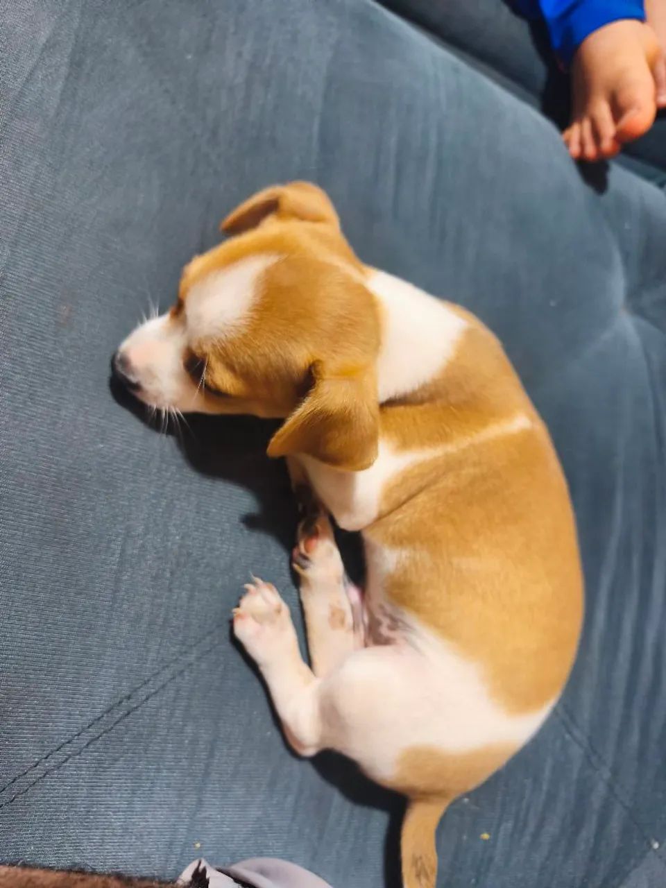 Doação de cachorrinho de pequeno porte - Foto 2