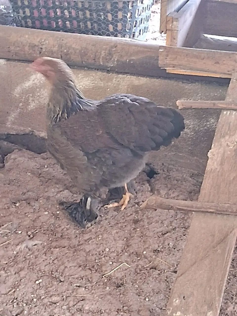 PINTINHOS BRAHMA - Foto 3