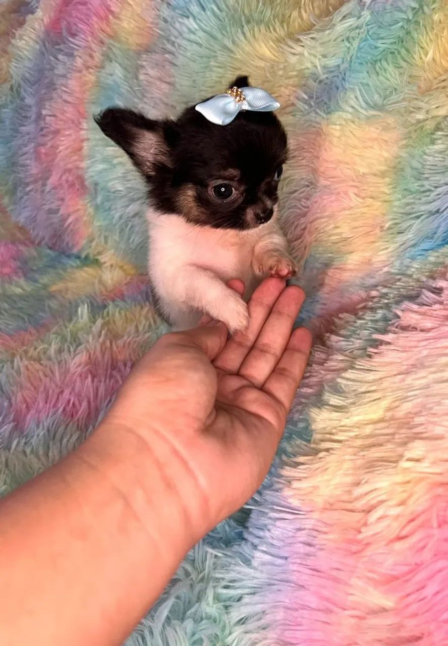 Chihuahua fêmea Pêlo longo preto com branco e castanho.  Uma fofurinha, alegre e cheia de  - Foto 4