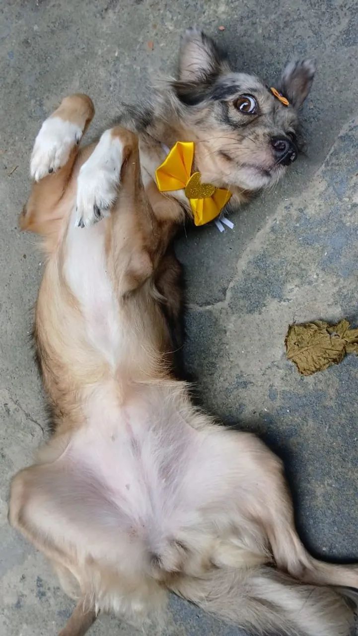Doação Responsável  - Foto 3