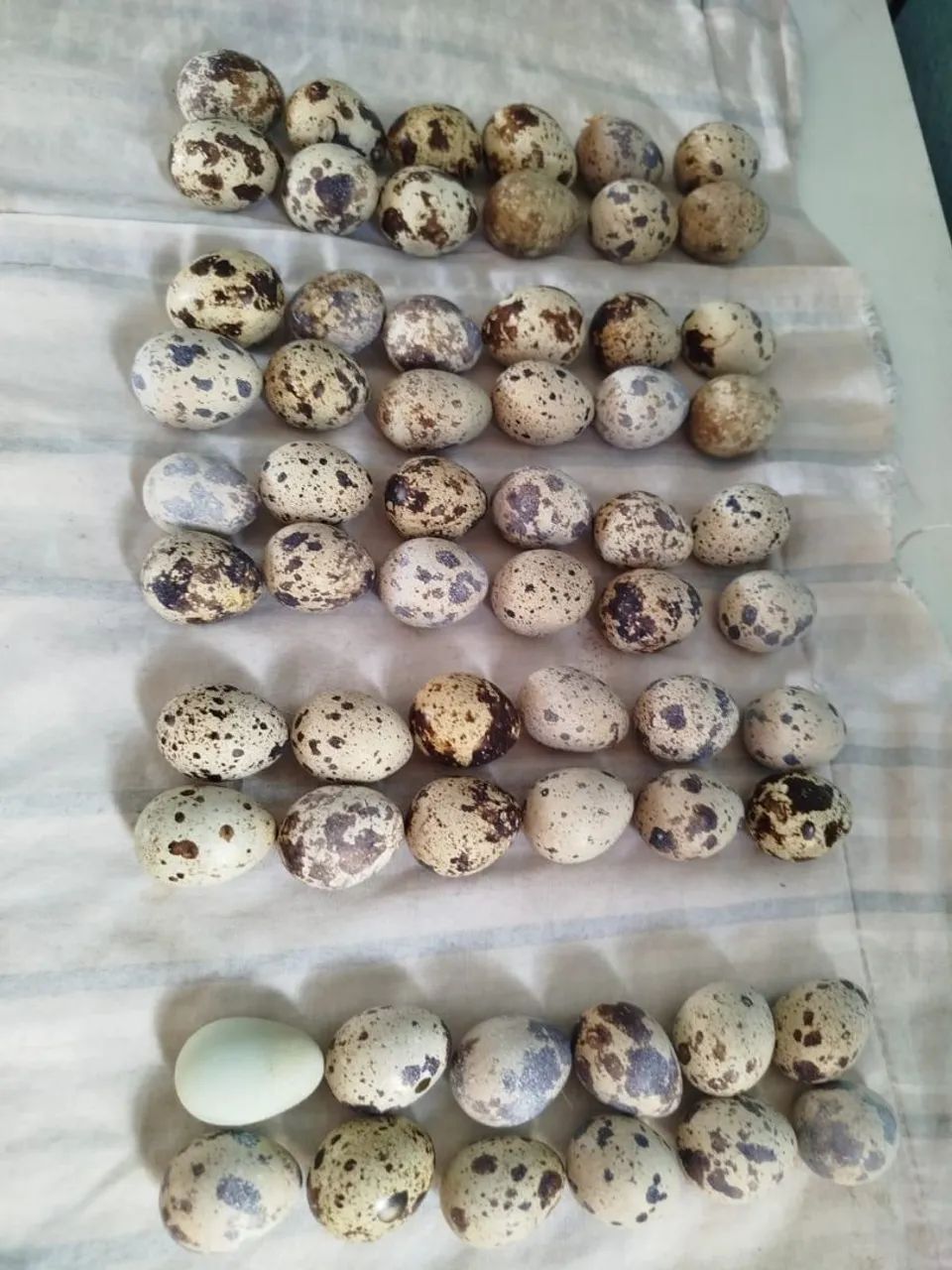 Ovos de codorna  - Foto 2