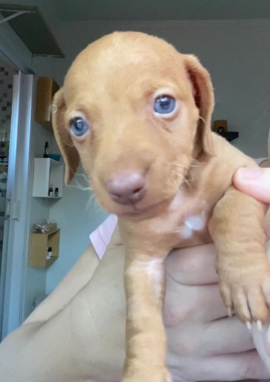 Cachorro salsicha