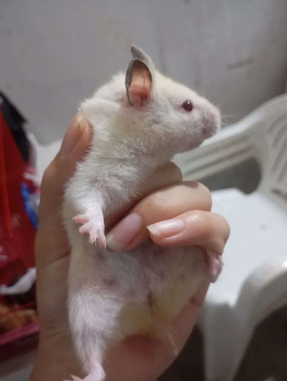 Estamos vendendo hamsters (variações de cores) 50$ reais cada - Foto 5
