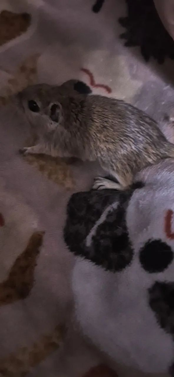 Gerbil esquilo da mongolia - Foto 2