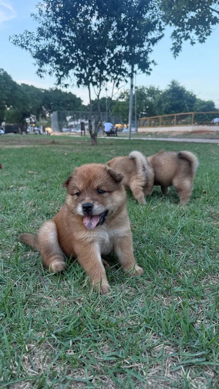 FILHOTE CHOW CHOW - Foto 2