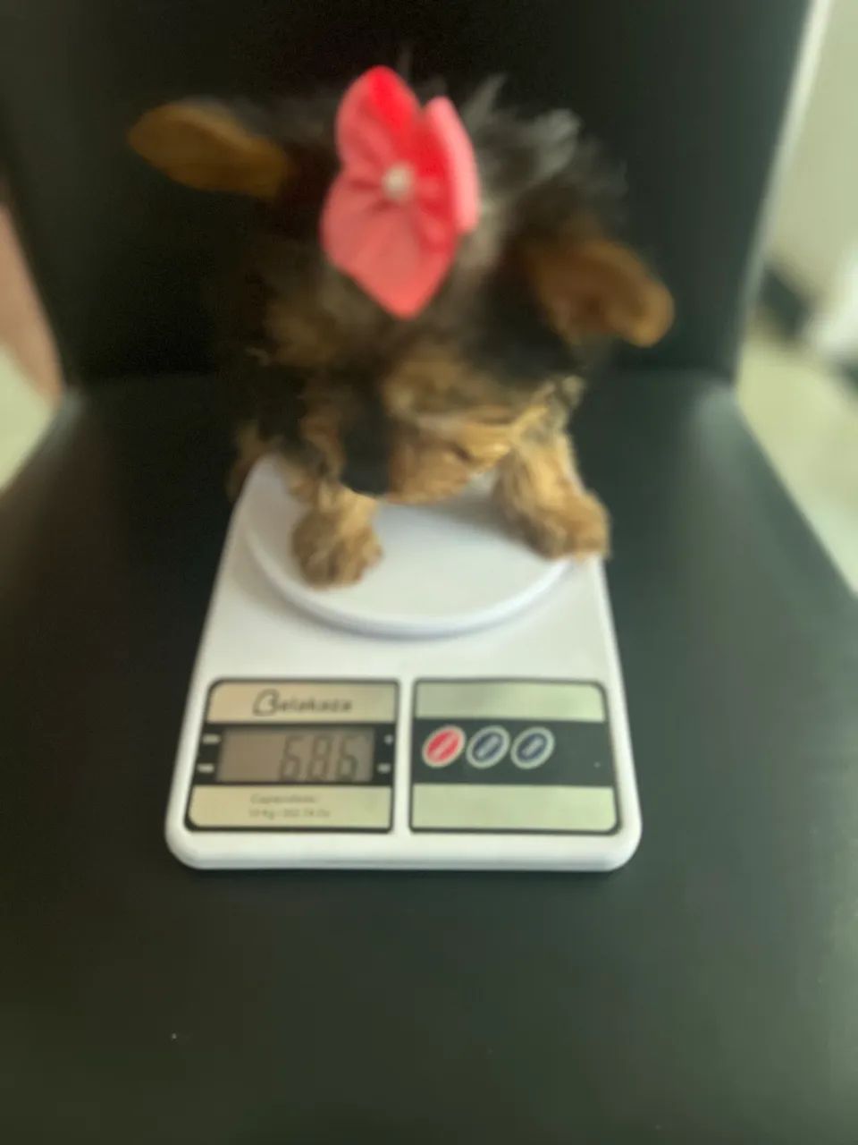 Yorkshire terrier  - Foto 5