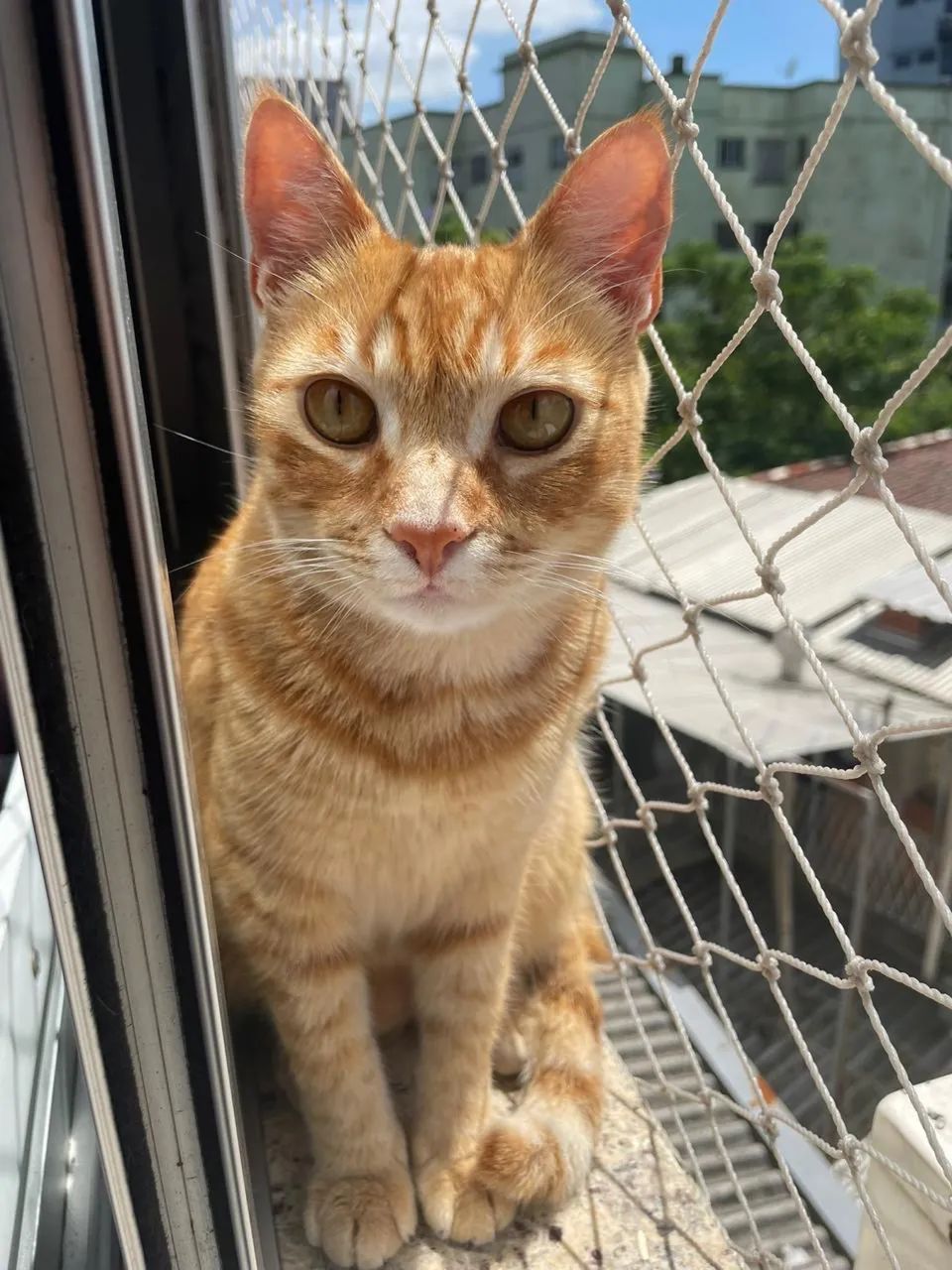 Doa-se gatas fêmeas castradas - Foto 6