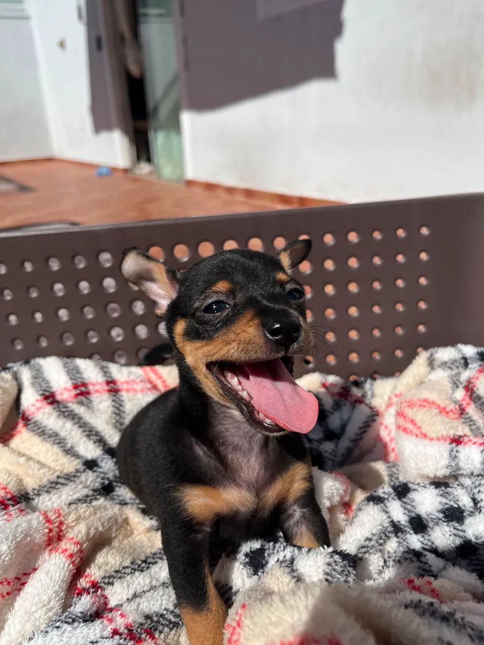 pinscher 0 - Foto 4