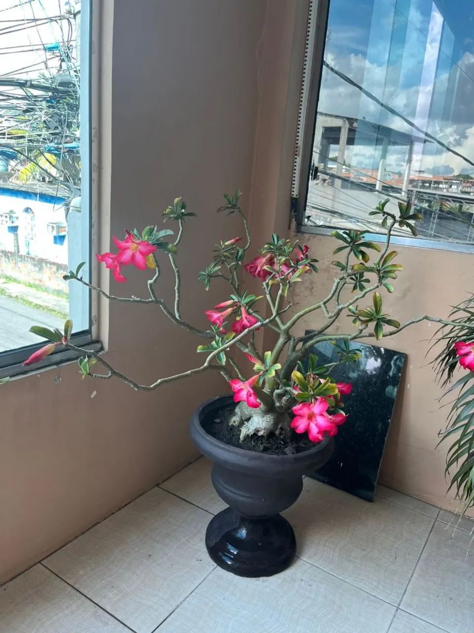 Planta rosa do deserto em vaso grande - Foto 2