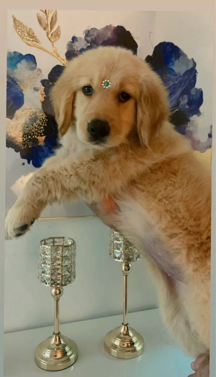 Golden retriever  - Foto 4