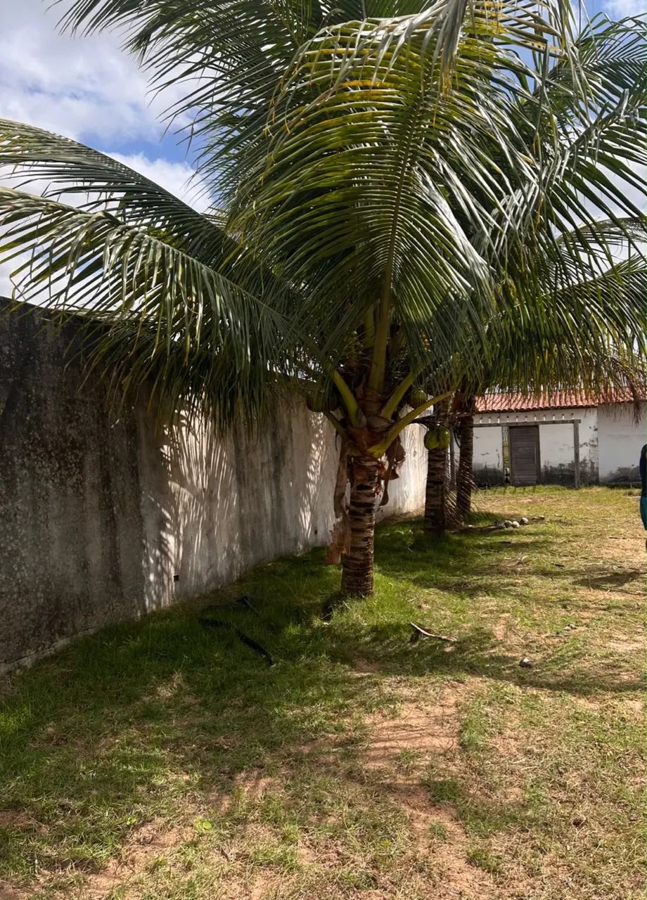 Chácara no povoado de Igaci  - Foto 2