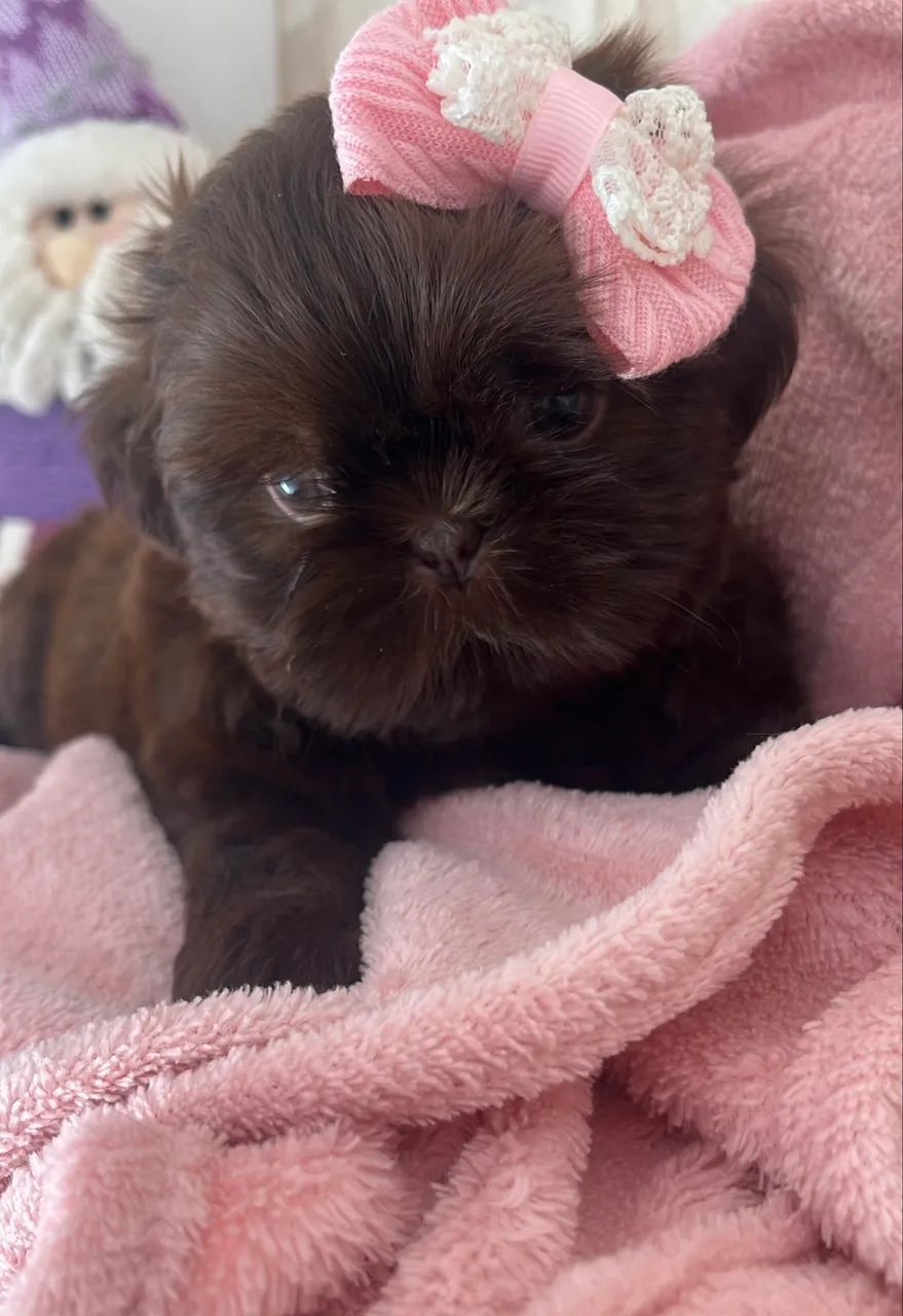 Shihtzu  - Foto 2