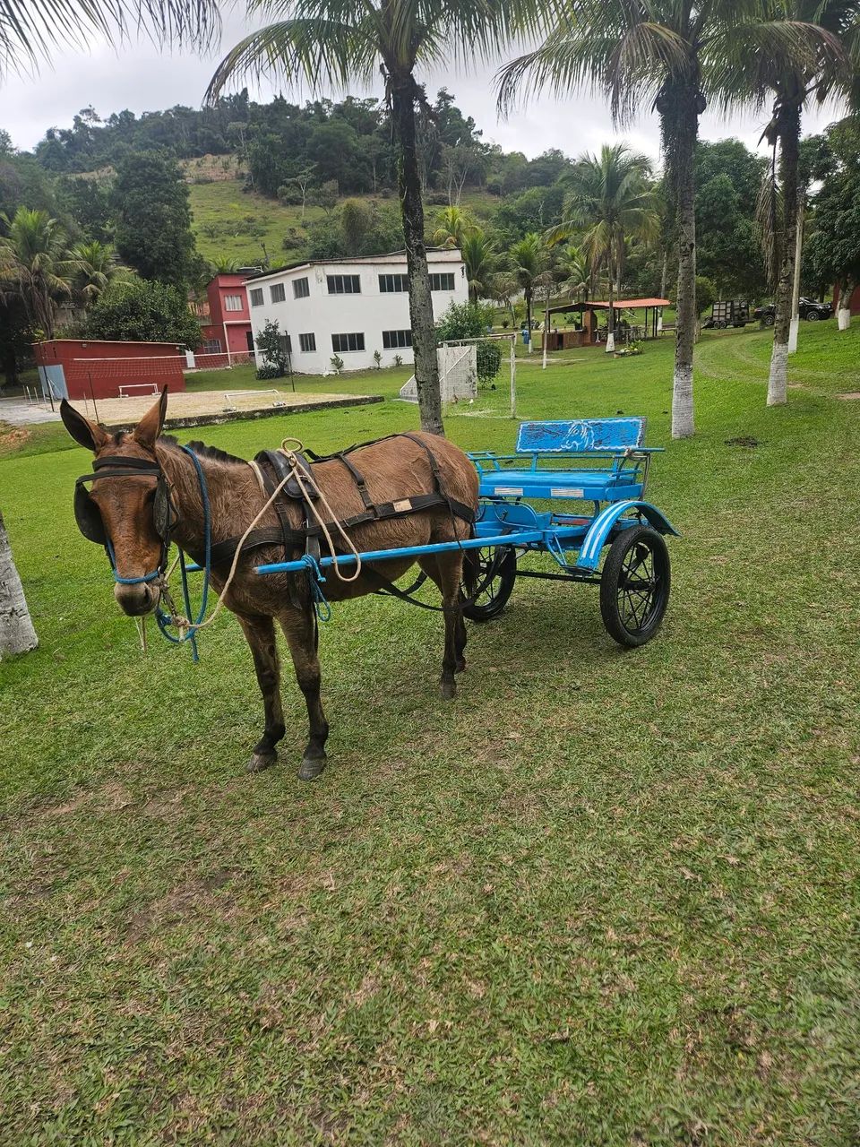 Mini mula com charrete  - Foto 2