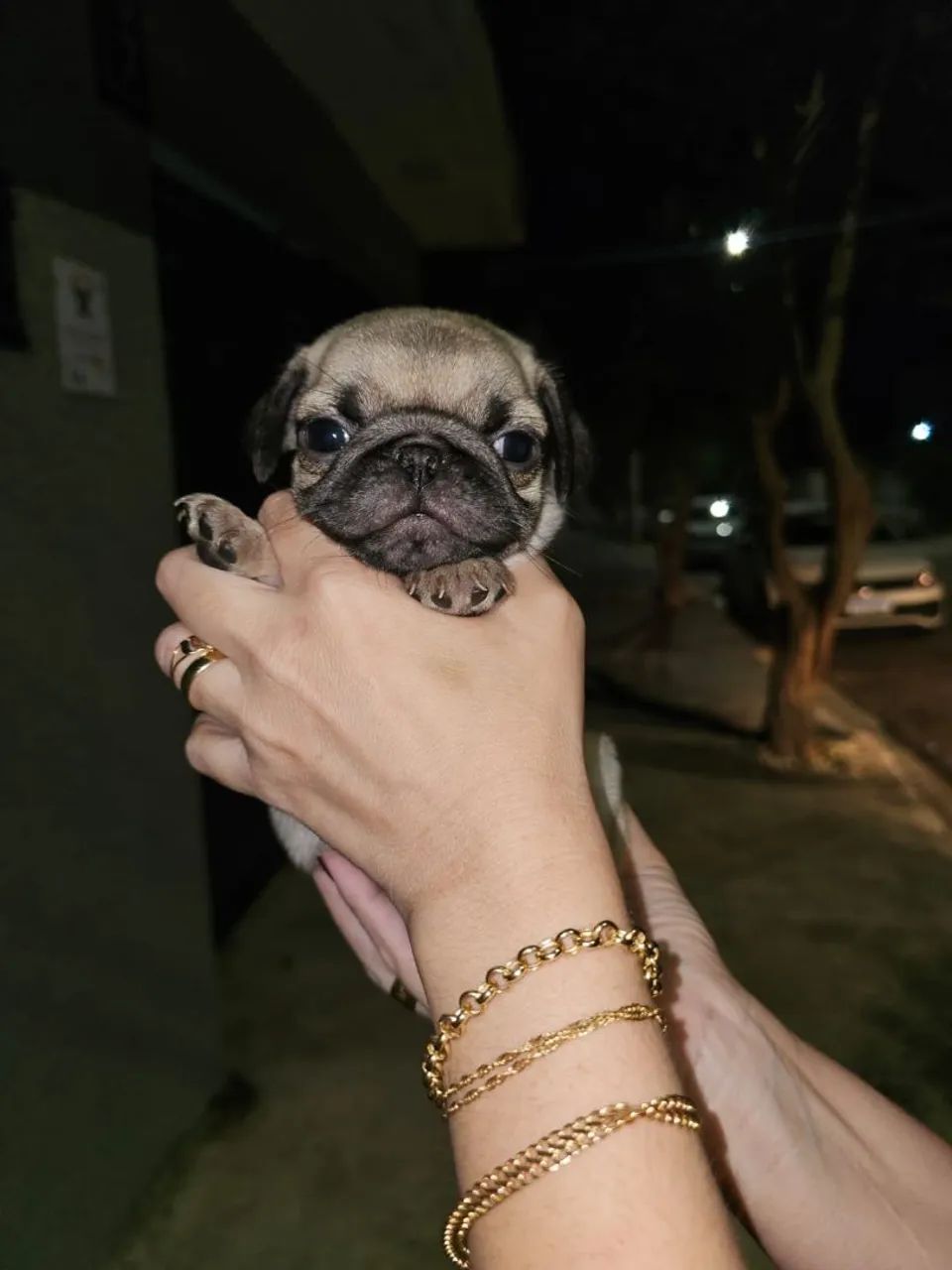 Pug Machinhos  - Foto 3