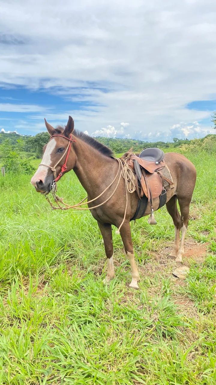 Vende -se égua registrada 