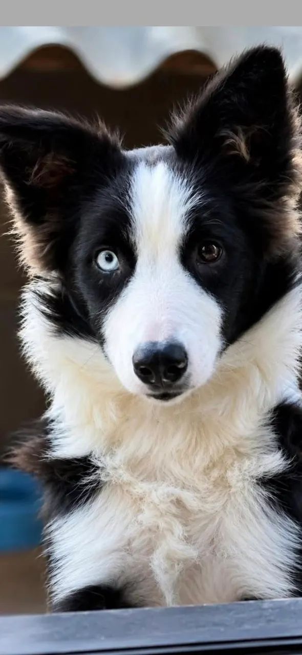 Border collie  - Foto 2