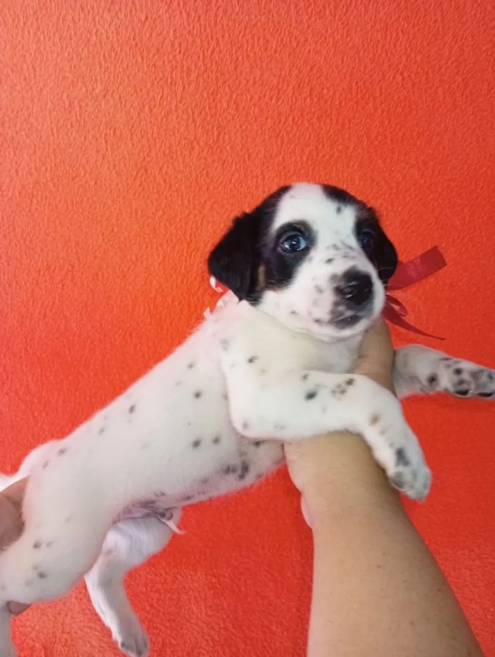 Cachorro  - Foto 3