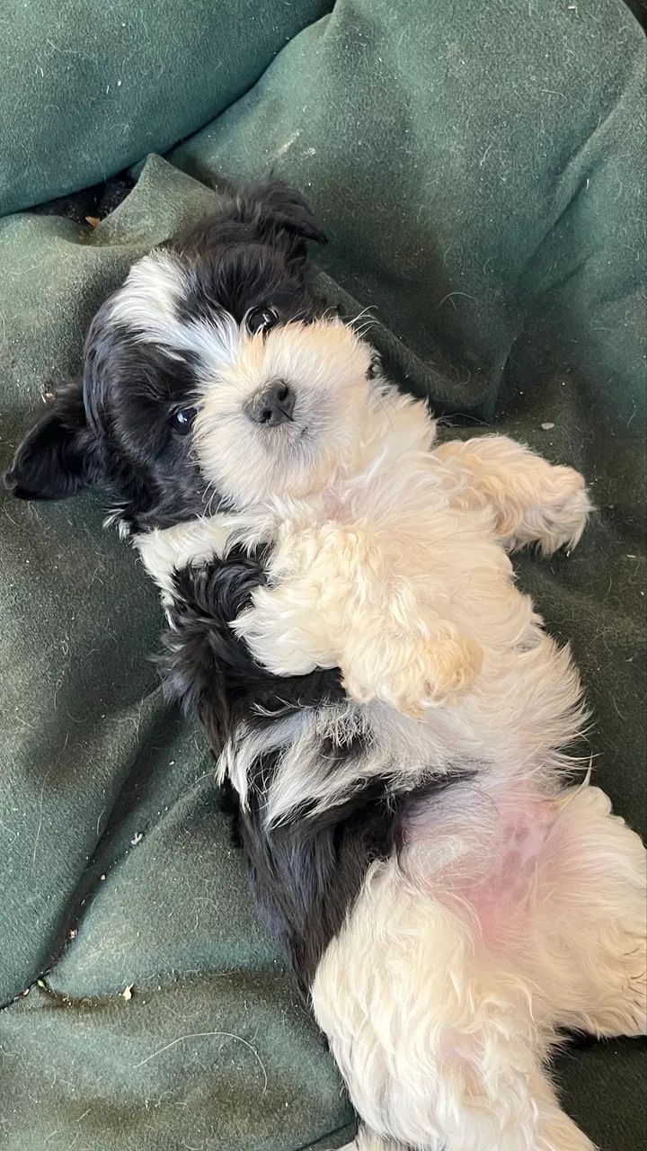 Filhotes de lhasa apso 