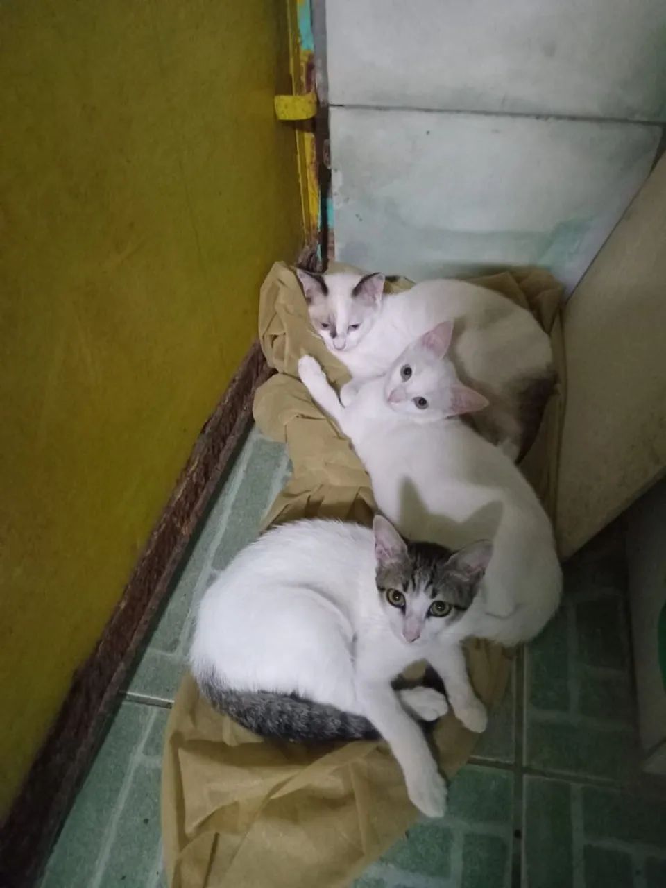 Doação de gatos  - Foto 3