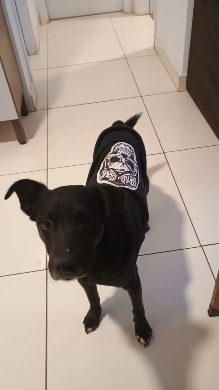 Doação Doguinho Dócil   - Foto 4