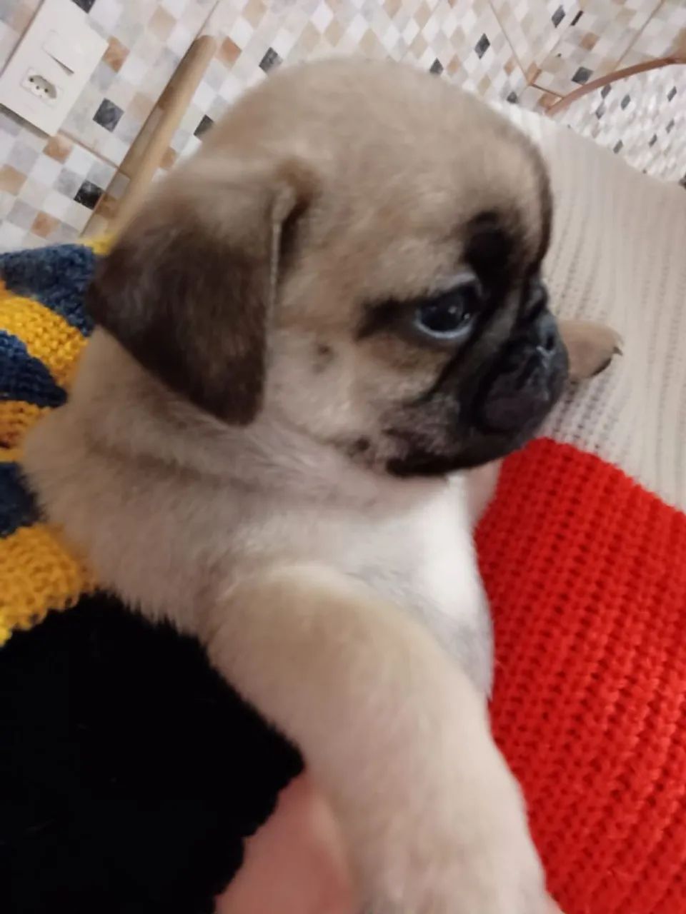Cachorro pug  - Foto 2