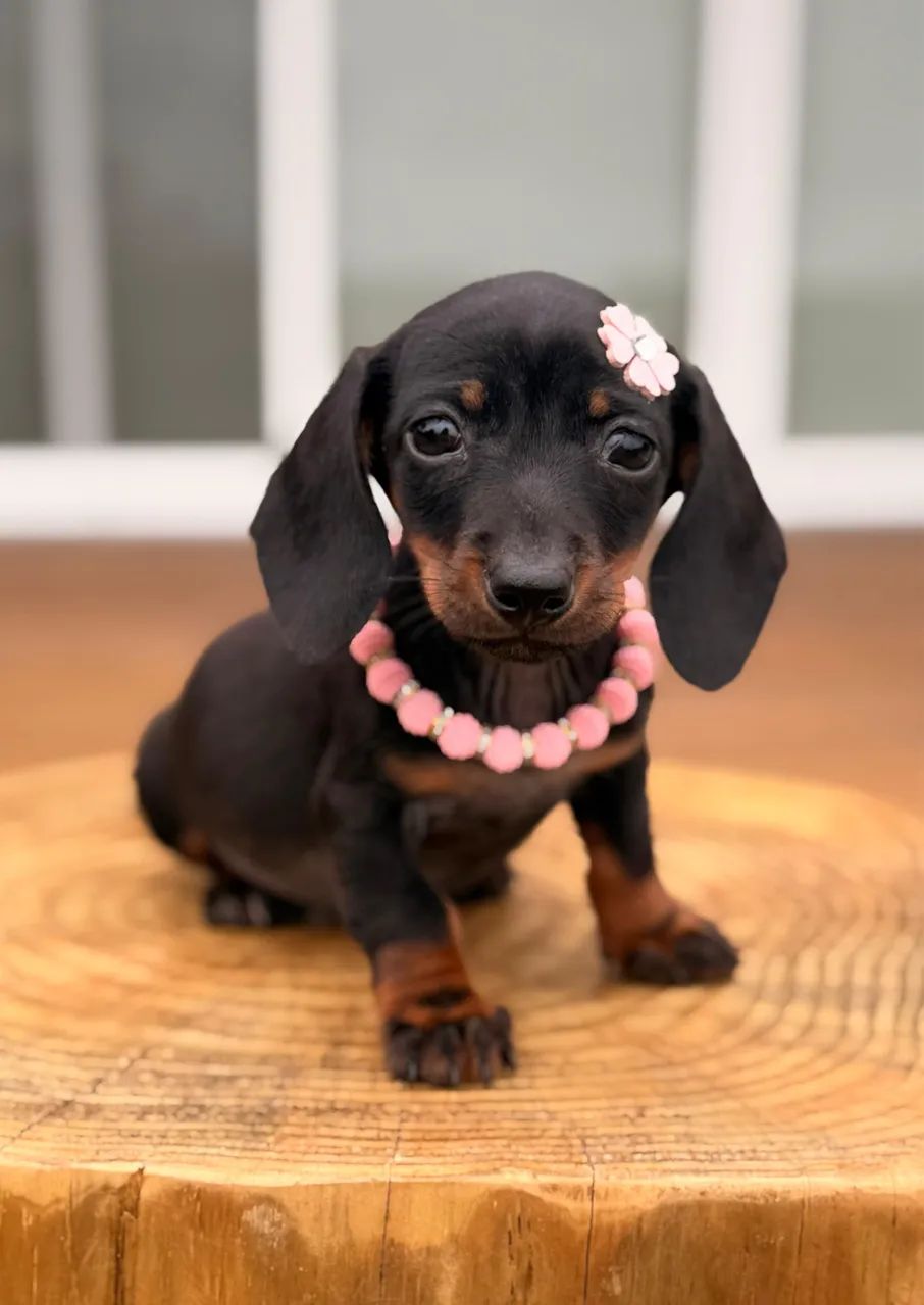 Dachshund Linguicinha - Foto 4