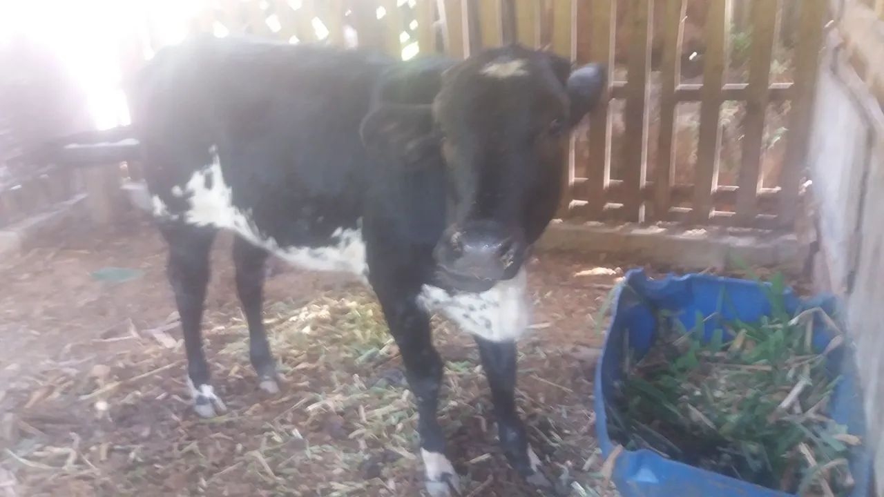 Agropecuária  - Foto 4
