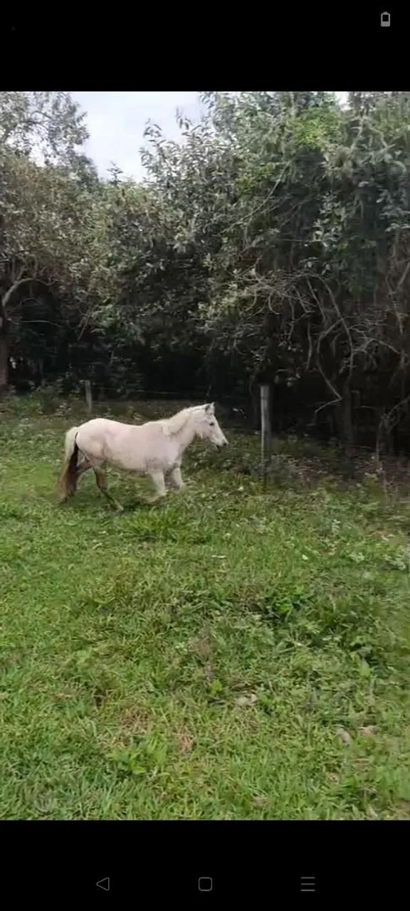 Vendo um pônei  - Foto 2