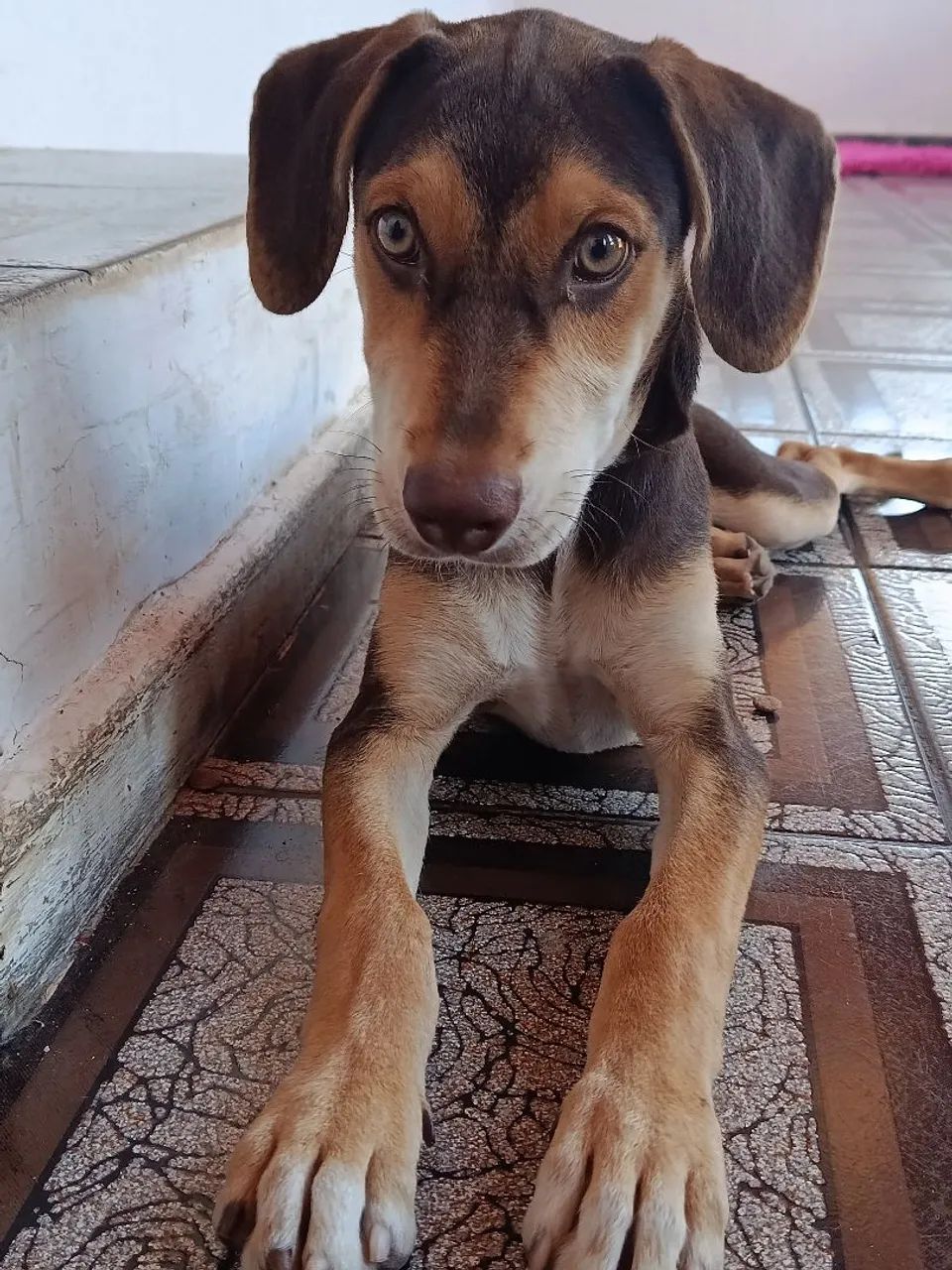 Adoção responsável  - Foto 3